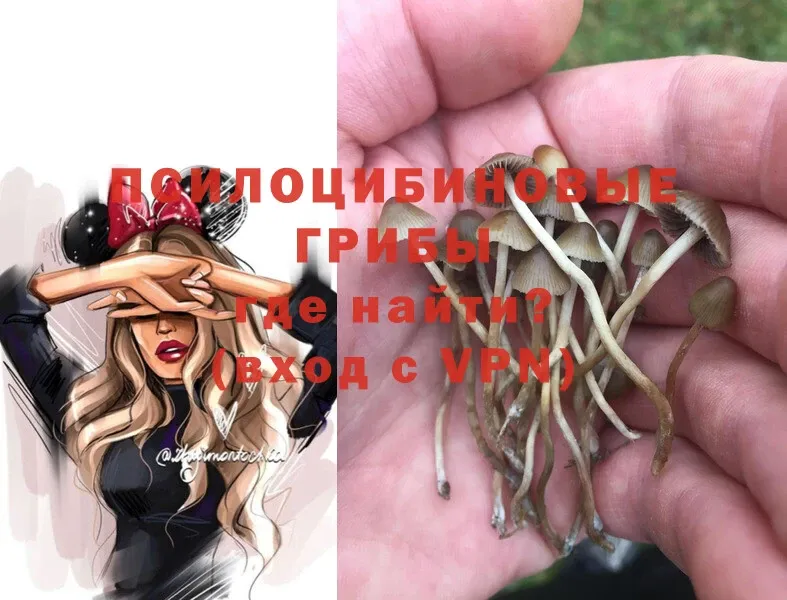 Псилоцибиновые грибы Magic Shrooms Полярный